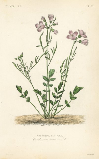 Cardamina de los prados de Unbekannt