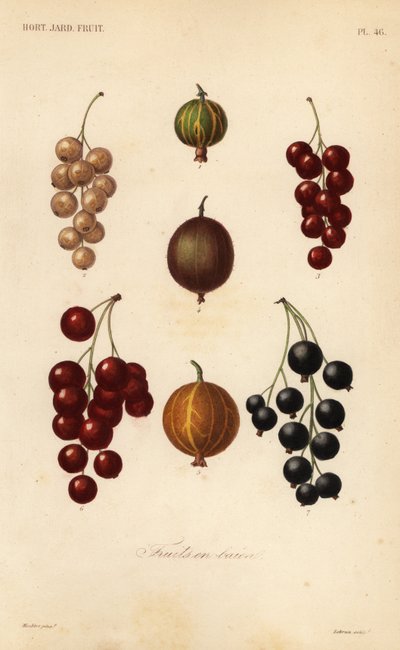 Grosellas y bayas, fruits en baies de Unbekannt