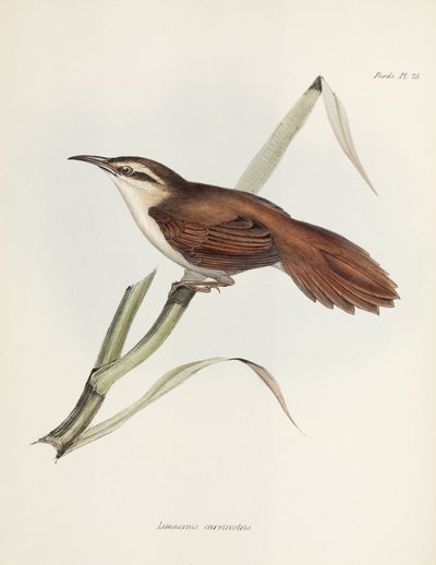 Cazador de cañas de pico curvo, Argentina, c 1832-1836 de Unbekannter Künstler