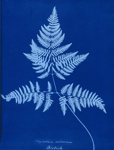 Cianotipo de Polypodium calcareum de Unbekannt