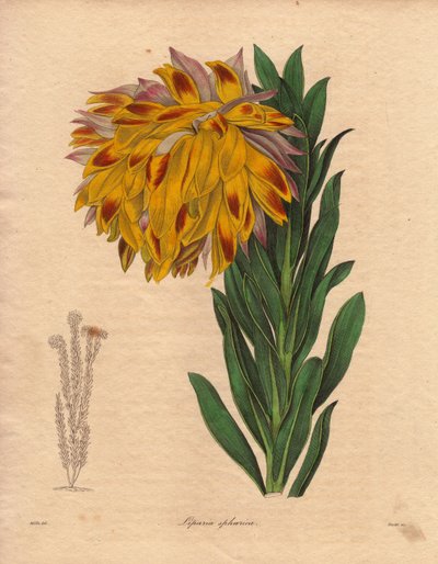 Variedad de dalia, liparia esférica (Liparia sphaerica), de flor grande inclinada, color naranja, originaria de Ciudad del Cabo (Sudáfrica). Ilustración de R. Mills (en activo 1836-1842), en The Botanist, serie de Benjamin Maund en cinco volúmenes, publica de Unbekannter Künstler