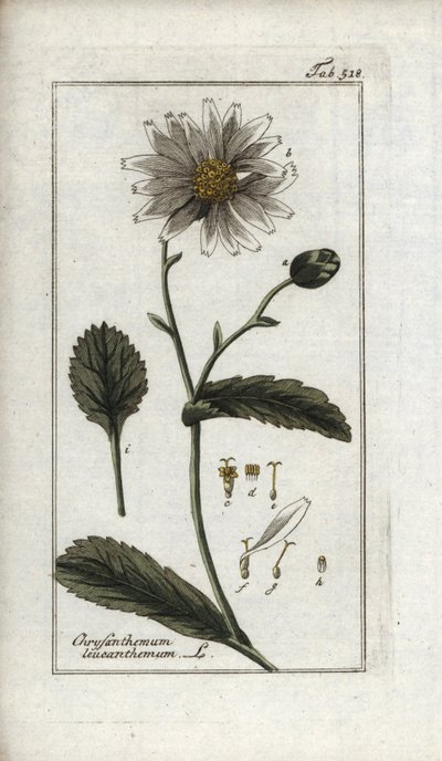Margarita (Leucanthemum vulgare). Litografía de "Afbeelding der Artseny-Gewassen" de Johannes Zorn (1739-1799), Países Bajos. de Unbekannter Künstler