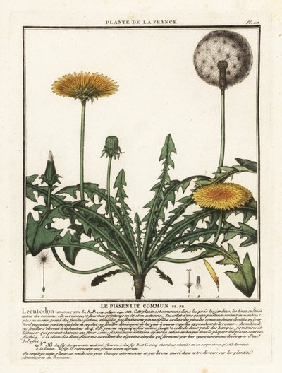 Diente de león, Taraxacum campylodes. de Unbekannter Künstler