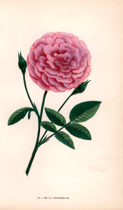 La rosa De la Grifferaie, híbrido de la Rosa multiflora, apareció en el mercado hacia 1846. Cromolitografía dibujada y litografiada según el natural por F. Grobon a partir de "Les Roses" de Hippolyte Jamain y Eugene Forney, París, J. Rothschild. de Unbekannter Künstler