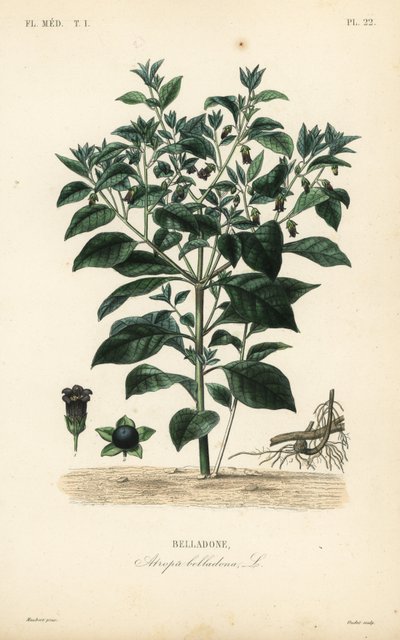 Belladona, Atropa belladonna, Belladone de Unbekannt