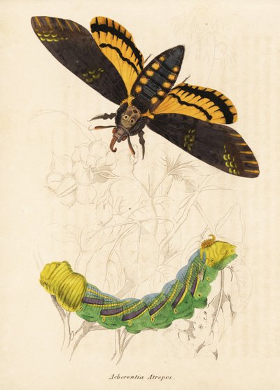 Polilla halcón cabeza de muerte, Acherontia atropos. Grabado en acero coloreado a mano de la Galería de Historia Natural de Georg Friedrich Treitschke, Naturhistorischer Bildersaal des Thierreiches, Liepzig-1842. de Unbekannter Künstler