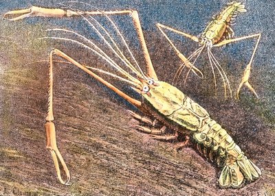 Langostino de aguas profundas de Unbekannter Künstler