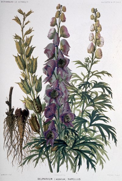 Delphinium Napellus, c.1850-1900 (litografía) de Unbekannter Künstler