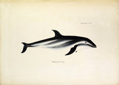 Delphinus Fitz-Royi Delfín negro o Fitzroy por el nombre del capitán Robert Fitzroy del Beagle. Lámina de "The zoology of the voyage of H.M.S. Beagle. described by John Gould, with notice of their habits by Charles Darwin". de Unbekannter Künstler