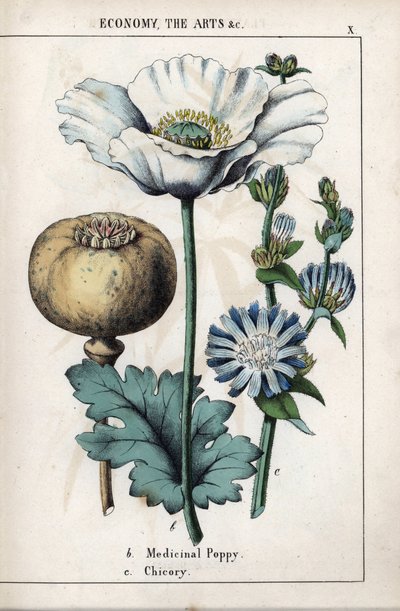 Descripción de una amapola medicinal con flor blanca y flor azul chicoree. Cromolitografía en "Recueil d
