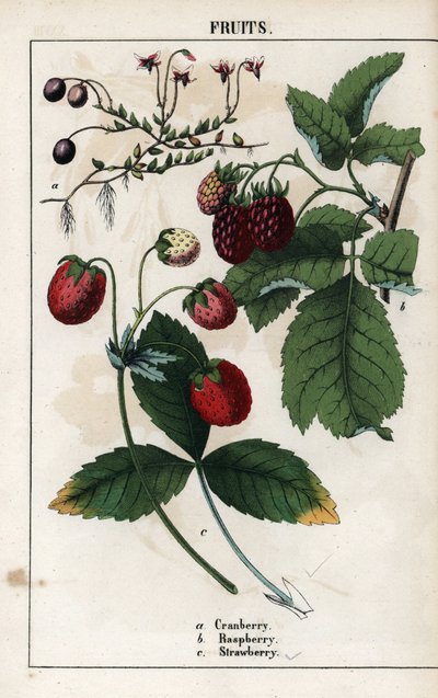 Descripción de las bayas: frutos del arándano, la frambuesa y la fresa. Cromolitografía en "Recueil d