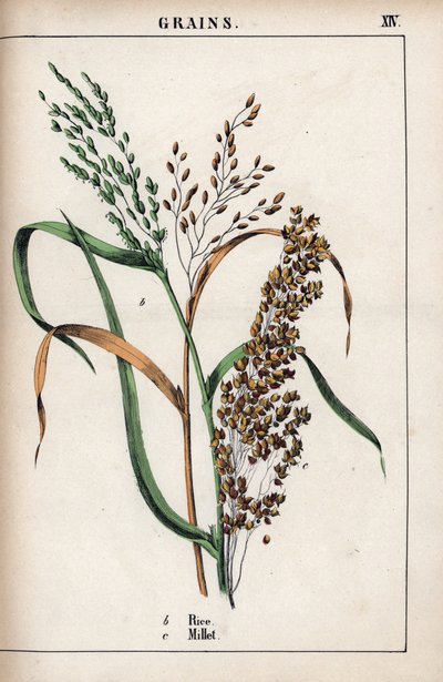 Descripción del cereal: arroz y mijo. Cromolitografía en "Recueil d