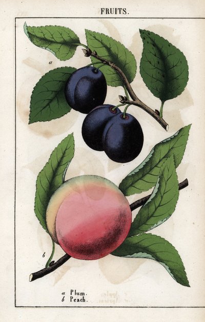 Descripción de los frutos: ciruela azul (quetsche) y melocotón de Unbekannter Künstler