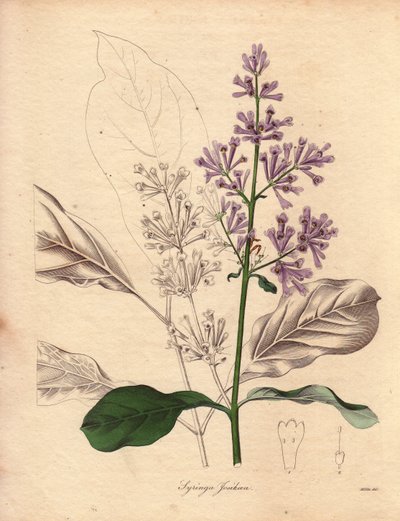 Descripción de la lila húngara (Syringa josikaea), originaria de Europa central y oriental. Ilustración de Miss R. Mills (en activo entre 1836 y 1842), en The Botanist, serie de Benjamin Maund en cinco volúmenes, publicada entre 1836 y 1842. Esta obra es f de Unbekannter Künstler