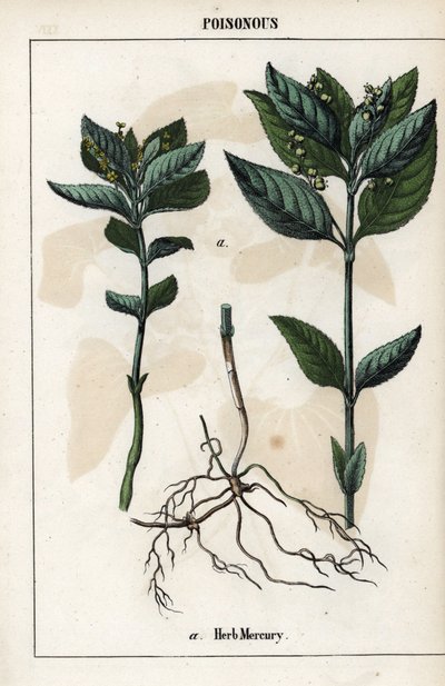 Descripción de la planta anual mercuriale, flores, frutos y raíces. de Unbekannter Künstler