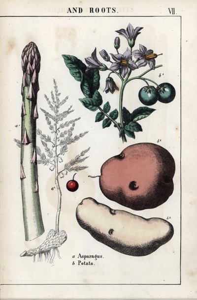 Tabla descriptiva: espárrago verde y patata. Cromolitografía en "Recueil d