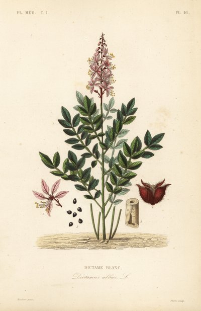 Dictamo, Dictamnus albus de Unbekannt