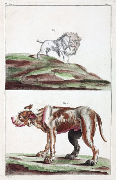 Perros de Unbekannt