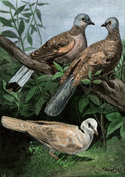 Palomas y palomo mensajero. de Unbekannter Künstler