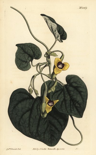 Aristoloquia de hojas vellosas, Aristolochia tomentosa de Unbekannt
