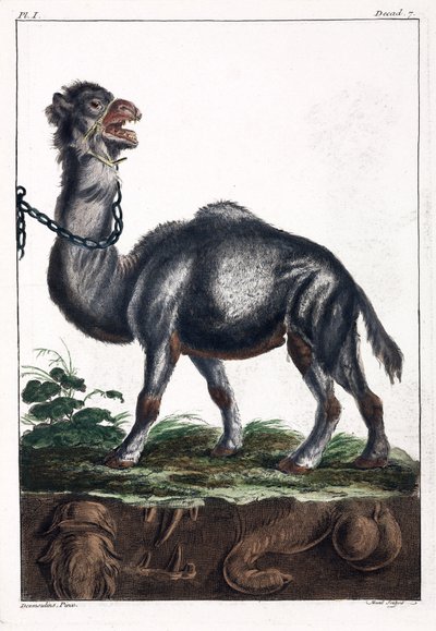 Dromedario de Unbekannt