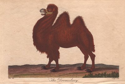 Camello dromedario Camelus dromedarius de Unbekannter Künstler