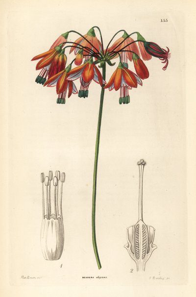 Gotas de coral o coral de México - Gotas de coral o bessera elegante, Bessera elegans. Grabado en cobre coloreado a mano por G. Barclay según Miss Sarah Drake de John Lindley and Robert Sweet