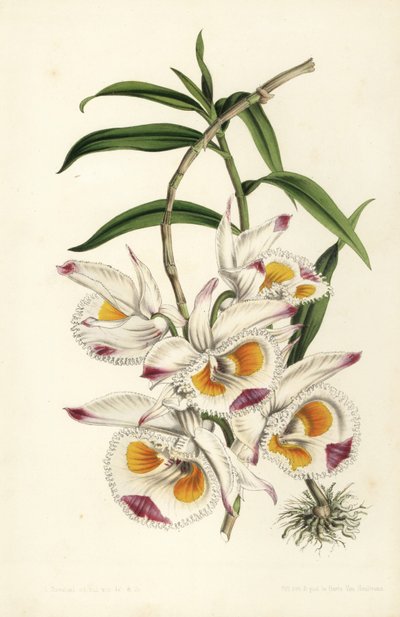 Orquídea dendrobium del Duque de Devonshire, Dendrobium devonianum. Litografía coloreada a mano por Stroobant de la obra de Louis van Houtte y Charles Lemaire Flores de los jardines e invernaderos de Europa, Flore des Serres et des Jardins de l