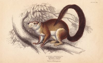 Ardilla de Duvaucels, Sciurus hypoleucus. ¿Ardilla gigante india De un espécimen del Museo Príncipe Maximiliano de Wied-Neuwied. Grabado en acero coloreado a mano por Lizars a partir de una ilustración de Charles Hamilton Smith del Naturalist