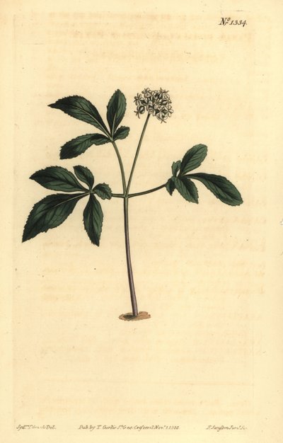 Ginseng enano, Panax trifolius de Unbekannt