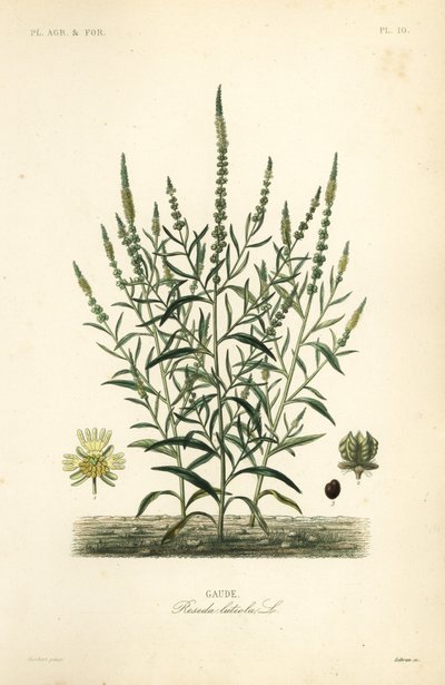 Reseda amarilla, Reseda luteola de Unbekannt