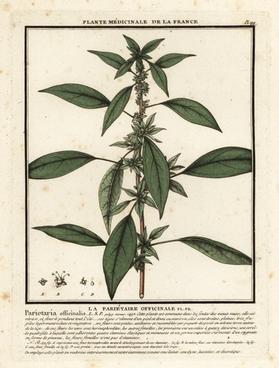 Pellitero oriental, Parietaria officinalis. de Unbekannter Künstler