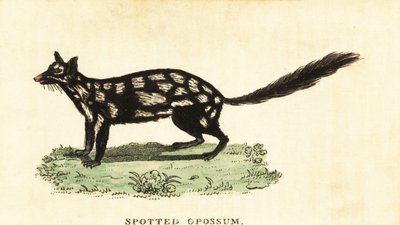 Cuellito oriental, Dasyurus viverrinus. ,1800 (grabado) de Unbekannter Künstler