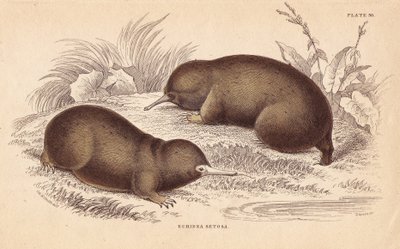 Equidna u oso hormiguero espinoso, Tachyglossus aculeatus (Echidna setosa). Grabado en acero coloreado a mano por Lizars a partir de una ilustración de Charles Hamilton Smith de la Biblioteca del Naturalista de William Jardine, Edimburgo. de Unbekannter Künstler