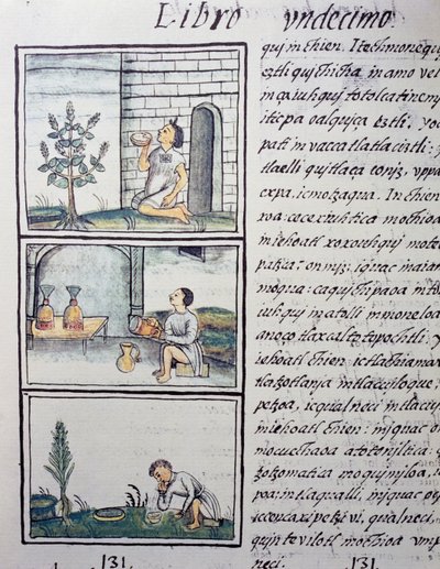 Plantas comestibles, página del Libro XI del Códice Florentino, versión bilingüe en español y náhuatl, Historia General de las Cosas de la Nueva España, por el misionero español Fray Bernardino de Sahagún (1499-1590). Civilización azteca de William M. Timlin