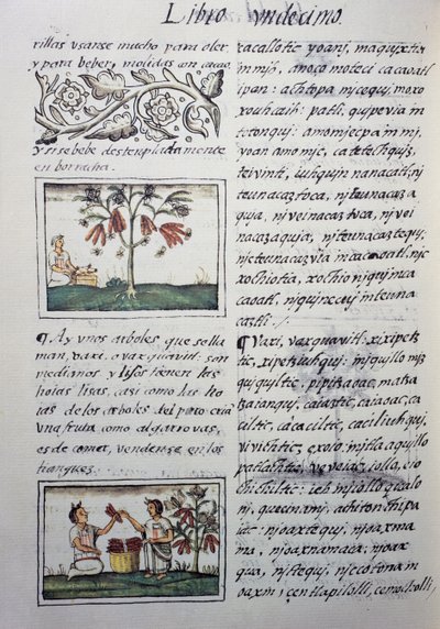 Plantas comestibles, frijoles rojos, página del Libro XI del Códice Florentino, versión bilingüe en español y náhuatl, Historia General de las Cosas de la Nueva España, por el misionero español Fray Bernardino de Sahagún (1499-1590). Civilización azteca de William M. Timlin