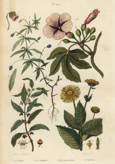 Inula, Inula helenium 1-3, violeta verde, Hybanthus especie Ionidium polygalifolium 4-6, ipecacuana, Carapichea ipecacuanha 7-9, y gloria de la mañana, Ipomoea insignis 10 de Unbekannt