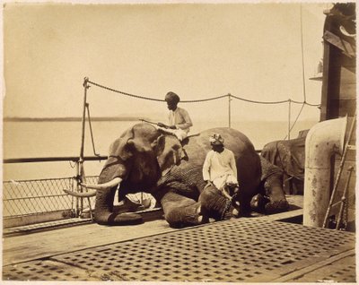 Elefante en la cubierta de un barco, Penang, Malasia de Unbekannt