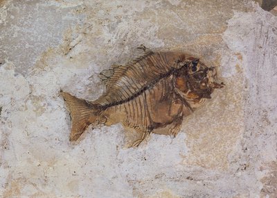 Ephippus oblongus (fósil de pez) encontrado en Monte Bolca, cerca de Verona, Italia, período Eoceno de Unbekannt