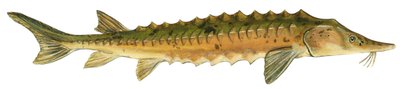 Esturión lacustre (Acipenser fulvescens) de Unbekannter Künstler