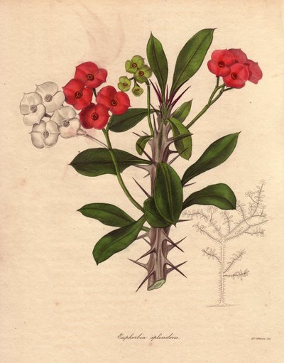 Euphorbia milii. También llamada epina de Cristo o corona de espinas o planta de Cristo. Especie originaria de Madagascar. Su nombre procede de sus tallos espinosos y su floración de color rojo carmesí. de Unbekannter Künstler