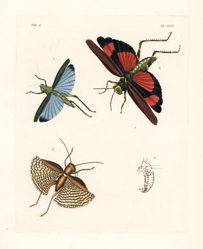 Saltamontes Eupropacris coeruleus 1, Chromacris miles 2, y Gryllacris tessellata 3. Litografía coloreada a mano de la nueva edición de John O. Westwood de "Illustrations of Exotic Entomology" de Dru Drury, Bohn, Londres. de Unbekannter Künstler