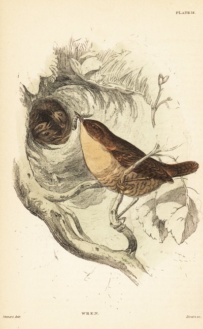 Reyezuelo común, Troglodytes troglodytes.1889 (grabado) de Unbekannter Künstler