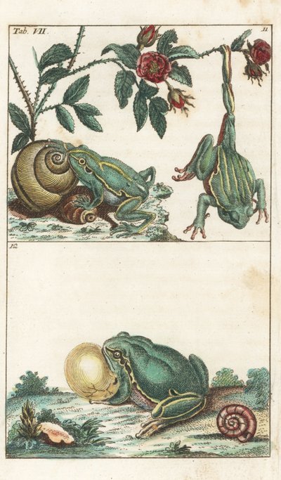 Ranas europeas e italianas - Agua fuerte de Gottlieb Tobias Wilhelm (1758-1811), de la Enciclopedia de Historia Natural: Anfibios de Unbekannter Künstler
