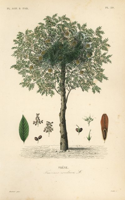 Fresno europeo, Fraxinus excelsior de Unbekannt
