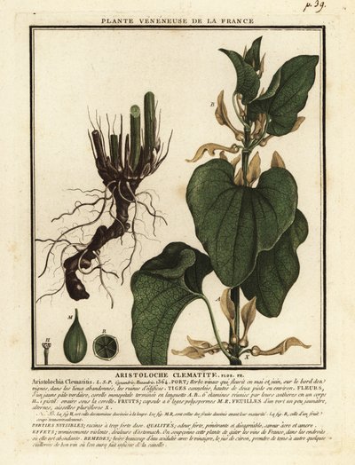 Agripalma europea, Aristolochia clematitis. de Unbekannter Künstler