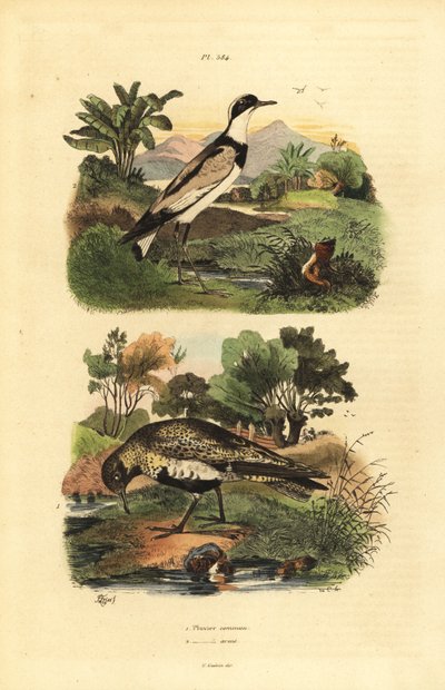 Chorlito dorado europeo, Pluvialis apricaria, y chorlito anillado, Charadrius hiaticula de Unbekannt