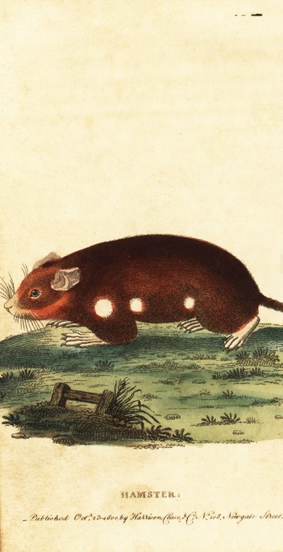 Hámster europeo, Cricetus cricetus. En peligro crítico de extinción. ,1800 (grabado) de Unbekannter Künstler