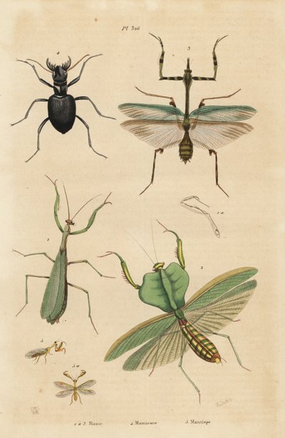 Mantis europea, Mantis religiosa 1, mantis hoja, Choeradodis rhomboidea 2, escarabajo tigre, Manticora latipennis 3, mantidfly, Mantispa styriaca 4 de Unbekannt