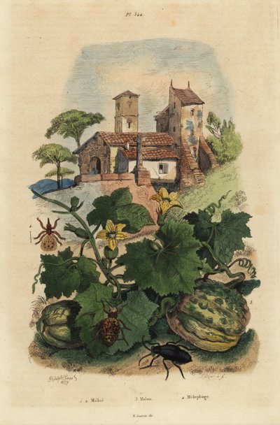 Escarabajo aceitero europeo, Meloe proscarabaeus 1,2, melón de Honfleur, Cucumis melo 3, y mosca de las ovejas, Melophagus ovinus 4 de Unbekannt